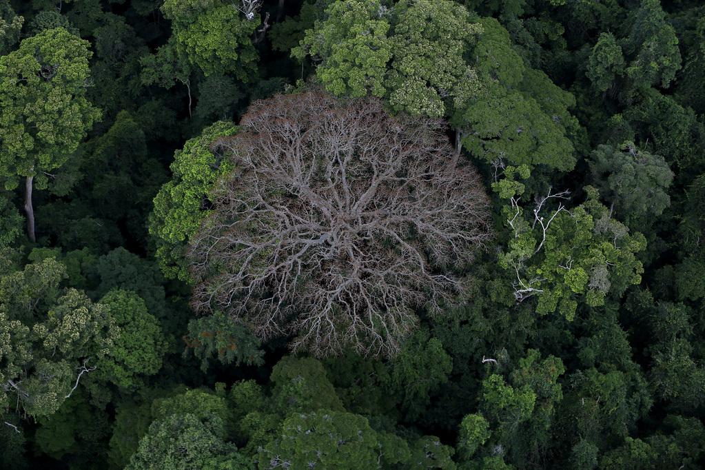 Il était une forêt Il était une forêt