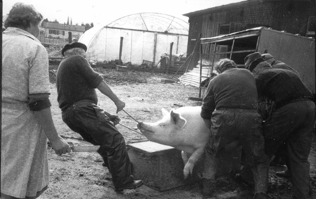 Cochon de guerre Cochon de guerre