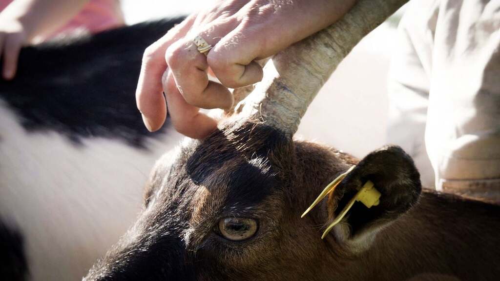 Droits dans leurs bottes Droits dans leurs bottes