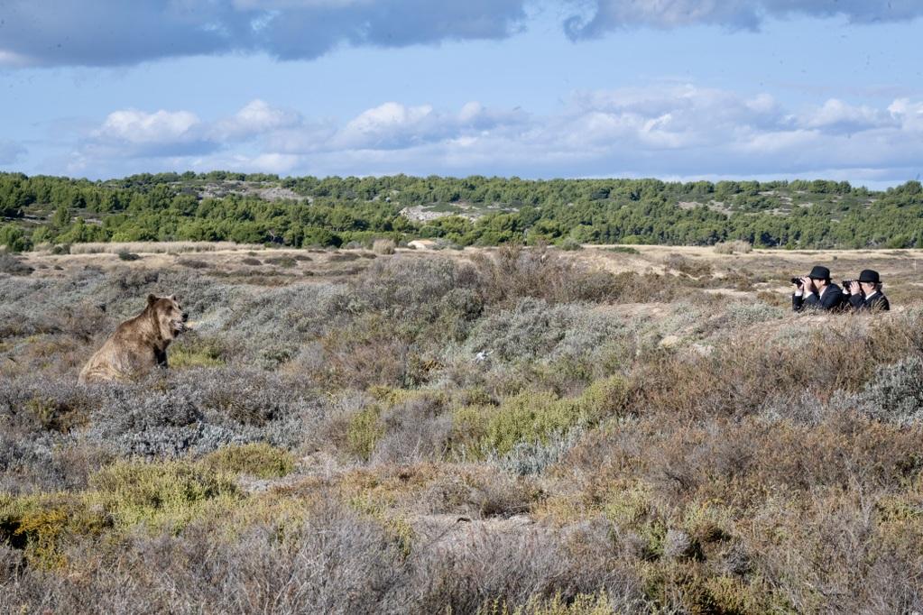 The Man Who Saw the Bear - © Pauline Maillet The Man Who Saw the Bear - © Pauline Maillet