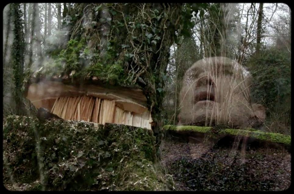 Hello Birds Hello Birds