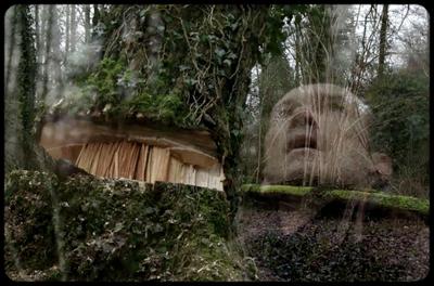 Hello Birds Hello Birds