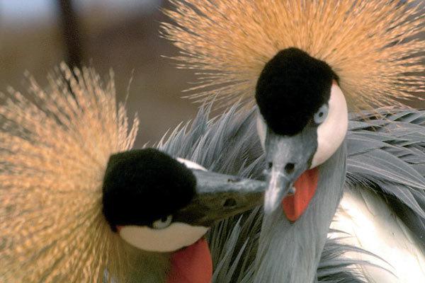 La Balade des elephants / 仮題:象の散歩 La Balade des elephants / 仮題:象の散歩