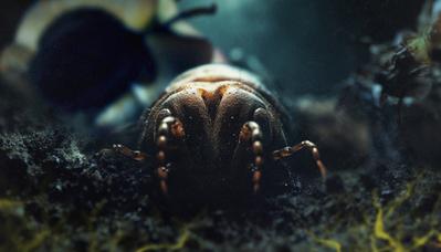 Compost : le trésor caché de nos déchets Compost : le trésor caché de nos déchets