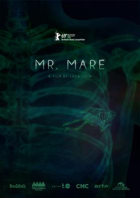 Mr. Mare Mr. Mare