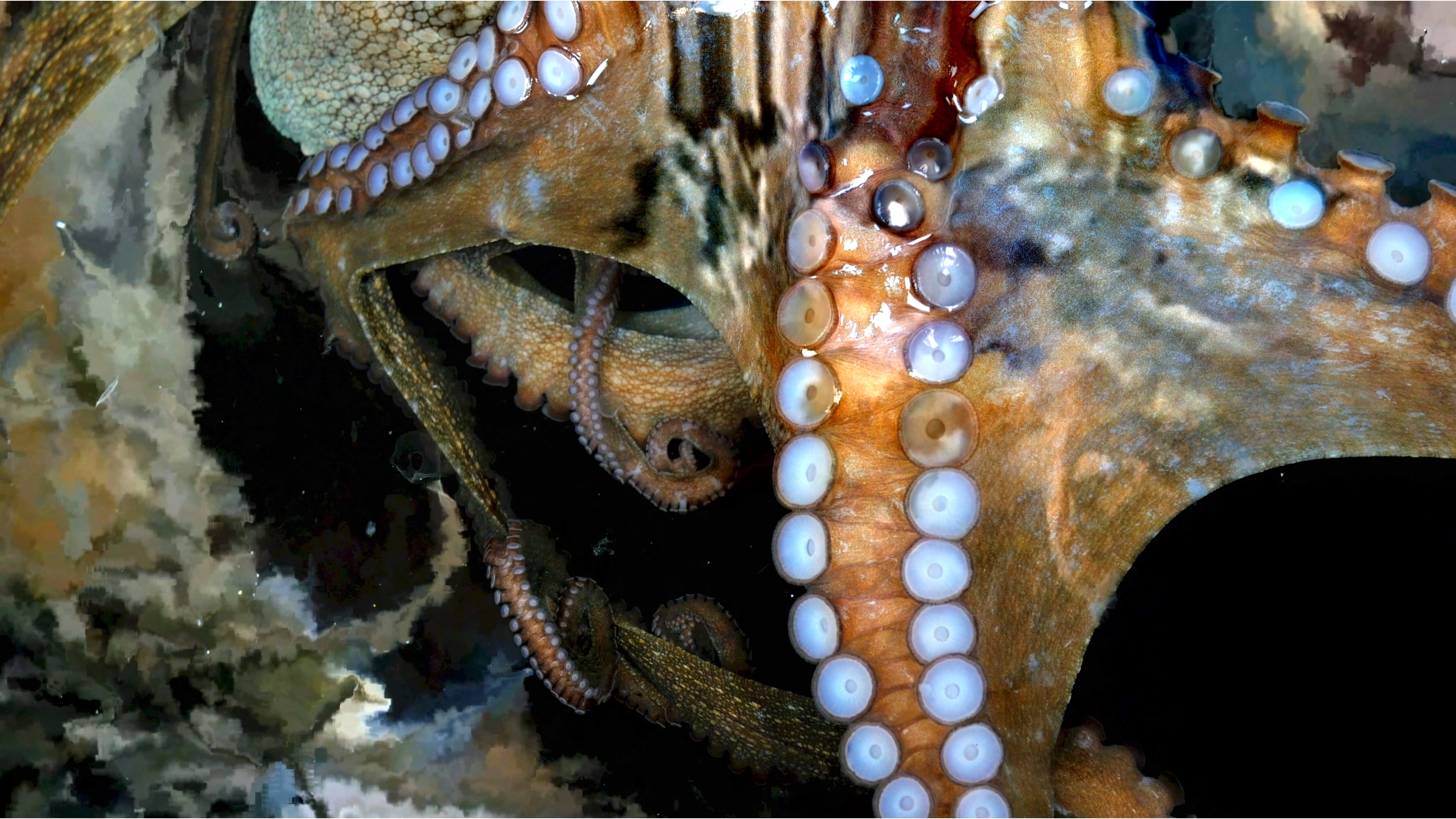 Le Rêve de la pêcheuse de Samuel Bester (2017) Unifrance