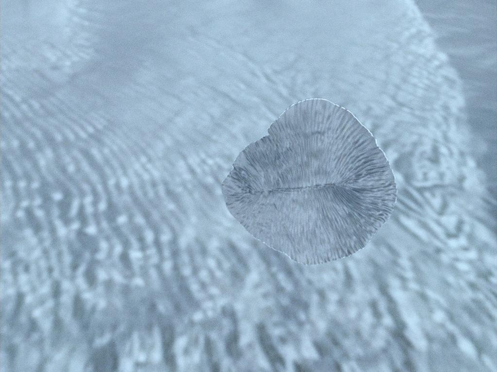 Dickinsonia Dickinsonia