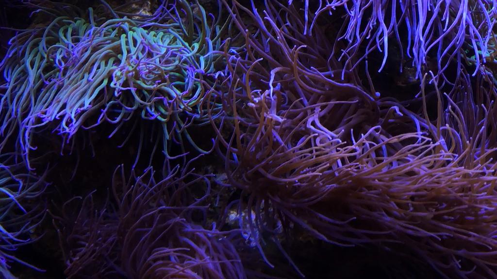 Thessalonique International Short Film Festival (TISFF) - 2024 Thessalonique International Short Film Festival (TISFF) - 2024