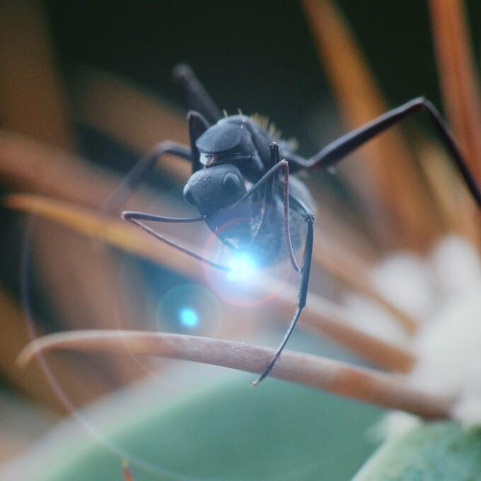 Solenopsis invicta - © Le Fresnoy Solenopsis invicta - © Le Fresnoy