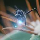 Solenopsis invicta - &copy; Le Fresnoy