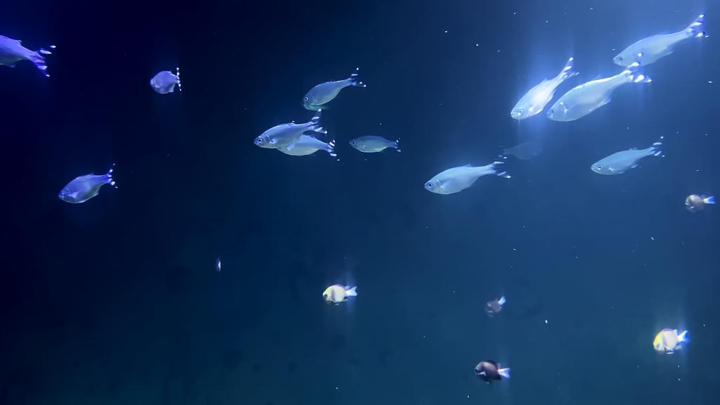 Swallowing Dust Swallowing Dust