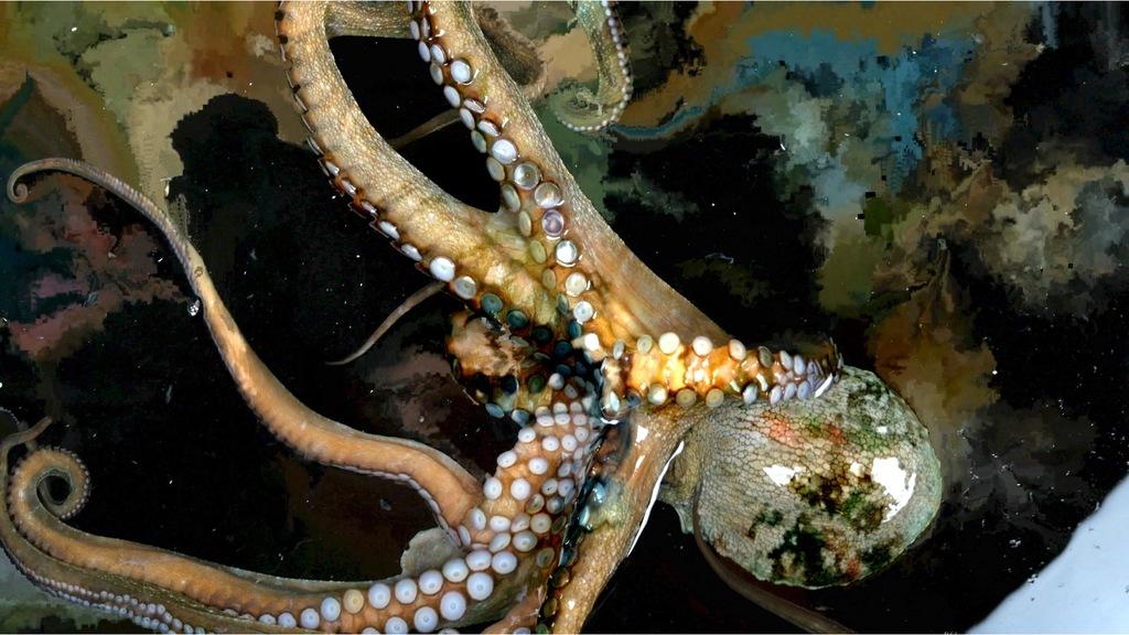 The Dream of the Girl Diver