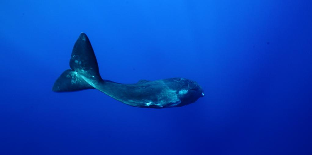 All Effort of Men All Effort of Men