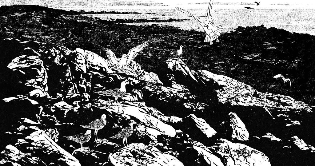 The Shoreline The Shoreline