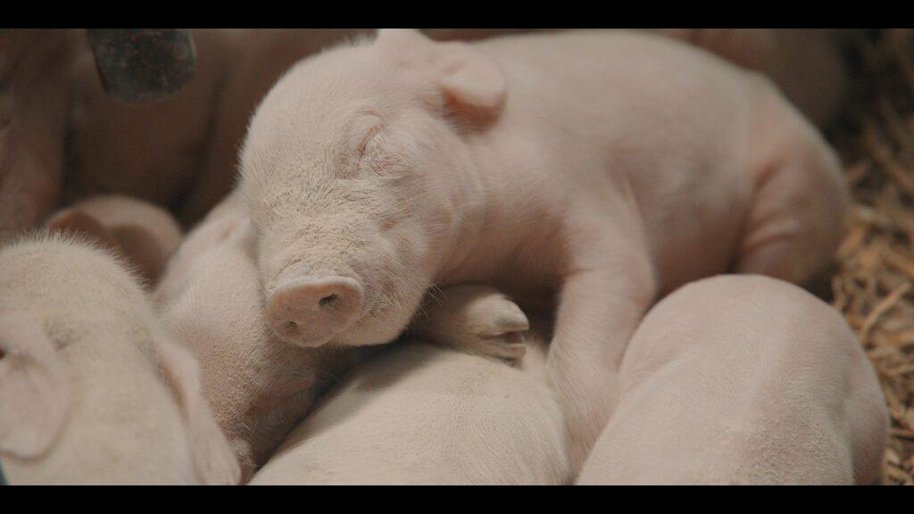 Sur la paille - &copy; Haut et Court Doc