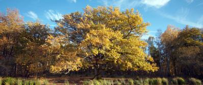 Heart of Oak - © Camera One – Winds – 2022 Heart of Oak - © Camera One – Winds – 2022