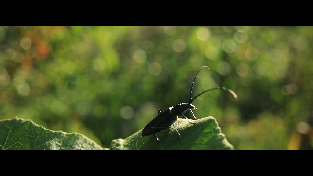 Gardiens des p'tites bêtes Gardiens des p'tites bêtes