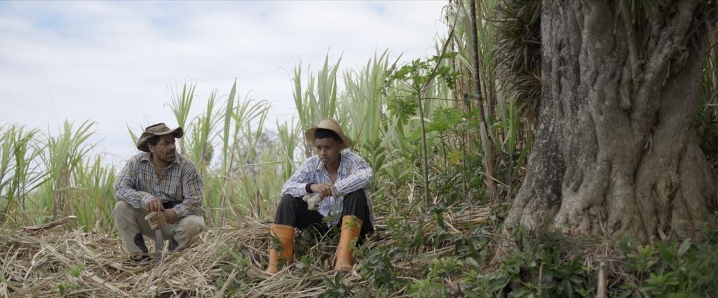 The Sound of Sugar Cane Flowers The Sound of Sugar Cane Flowers