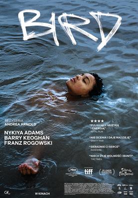 Bird - Poland Bird - Poland