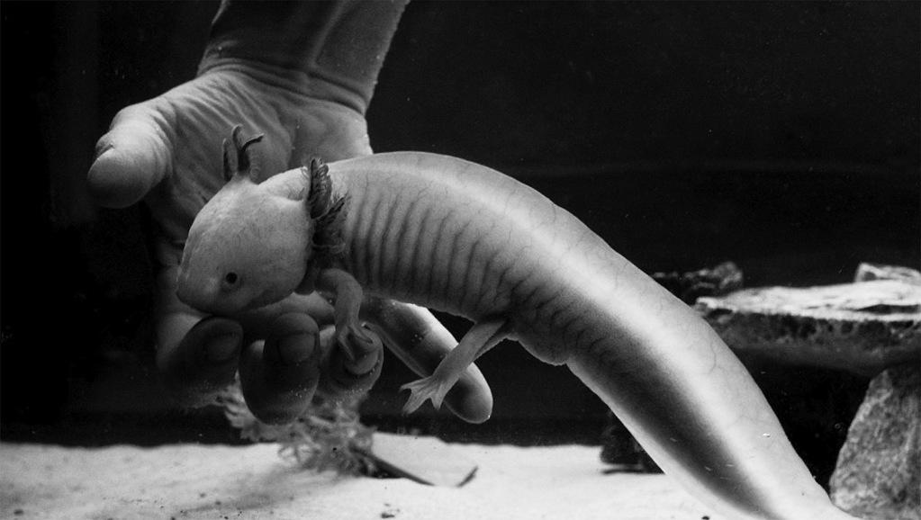 Le Scarabée asbl Le Scarabée asbl