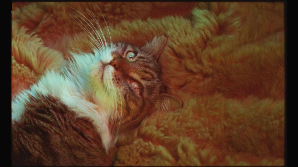 Visions du R&eacute;el - 2014