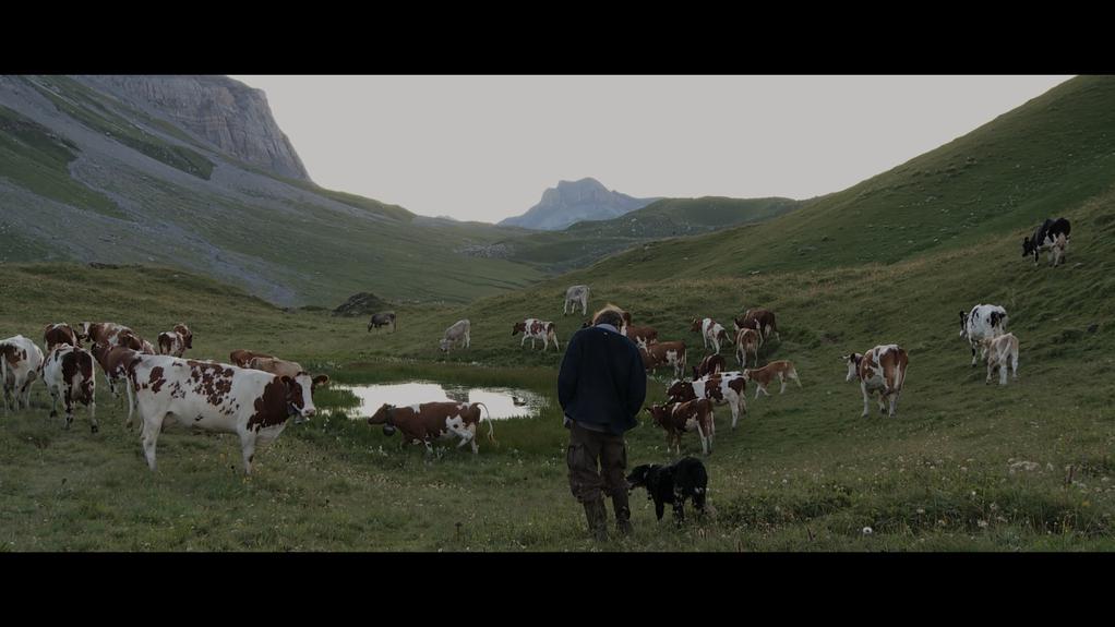 Cœur animal Cœur animal