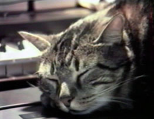 Chat écoutant la musique Chat écoutant la musique