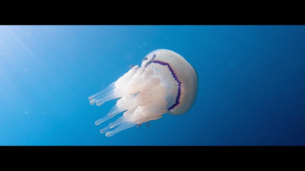 The Blue Forest The Blue Forest
