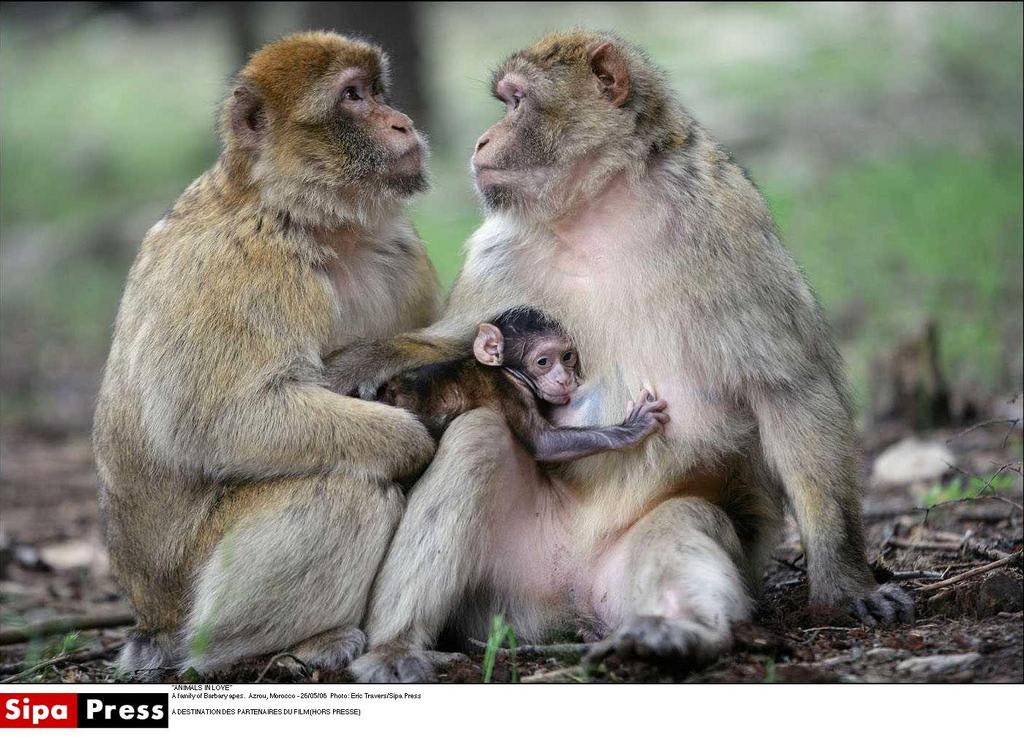 Animals in love Animals in love