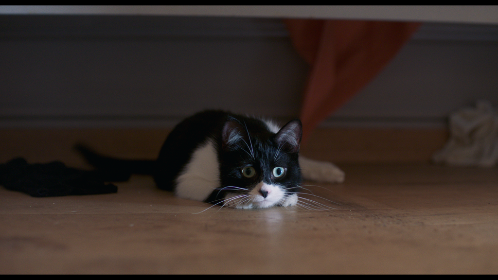 J'ai tu&eacute; votre chat