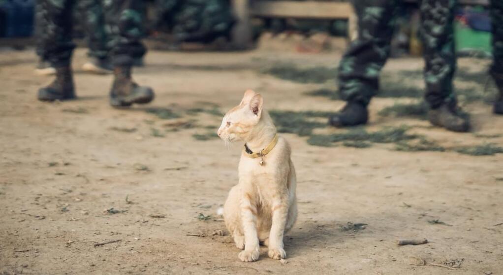 Comrade Poopy Comrade Poopy