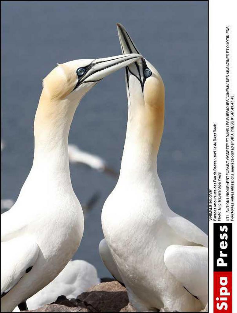 Animaux amoureux (Les) Animaux amoureux (Les)