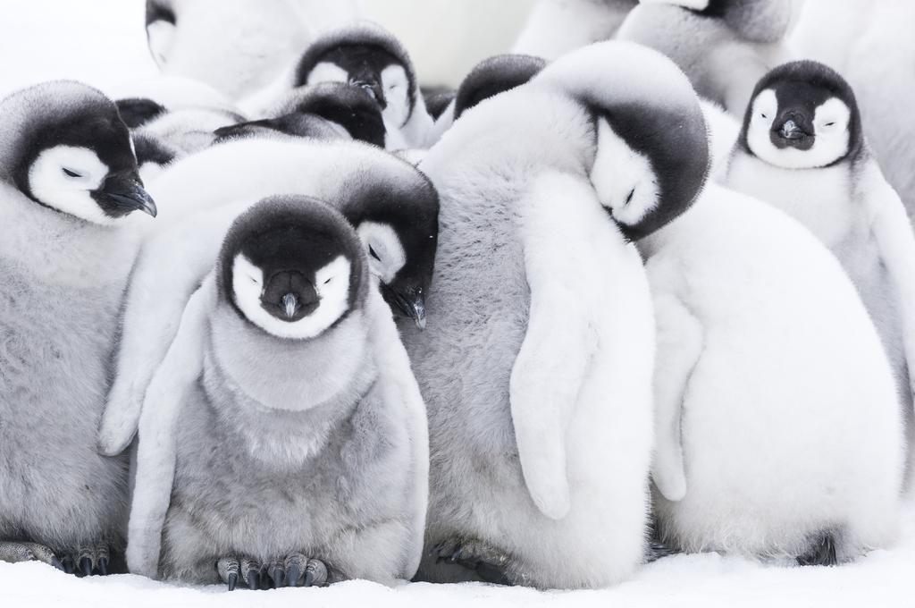 March of the Penguins 2 - The Call March of the Penguins 2 - The Call