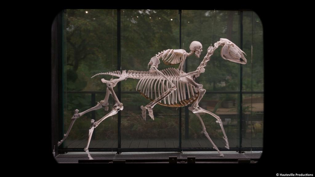 Homo Animalis Homo Animalis