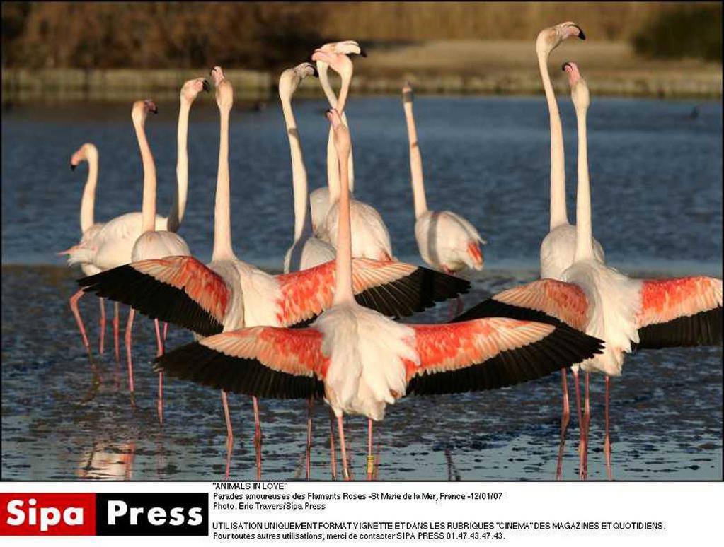 Animaux amoureux (Les) Animaux amoureux (Les)