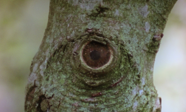 Le Cyclope Le Cyclope