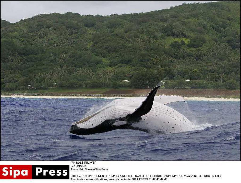 Animaux amoureux (Les) Animaux amoureux (Les)