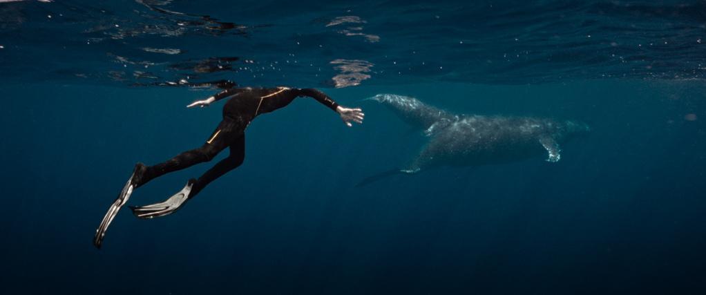 The Musician and the Whale - &copy; Vald&egrave;s