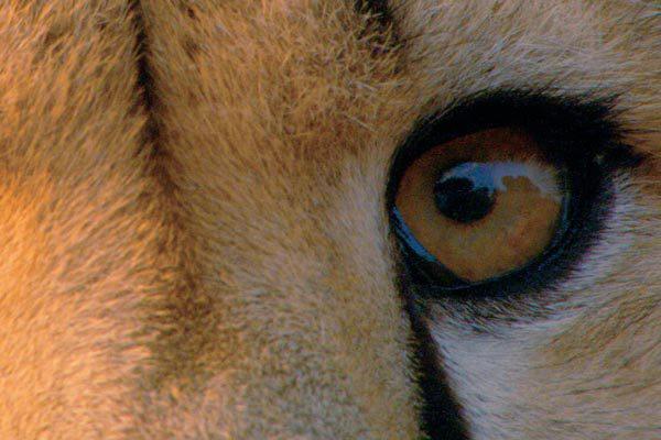 La Balade des éléphants La Balade des éléphants