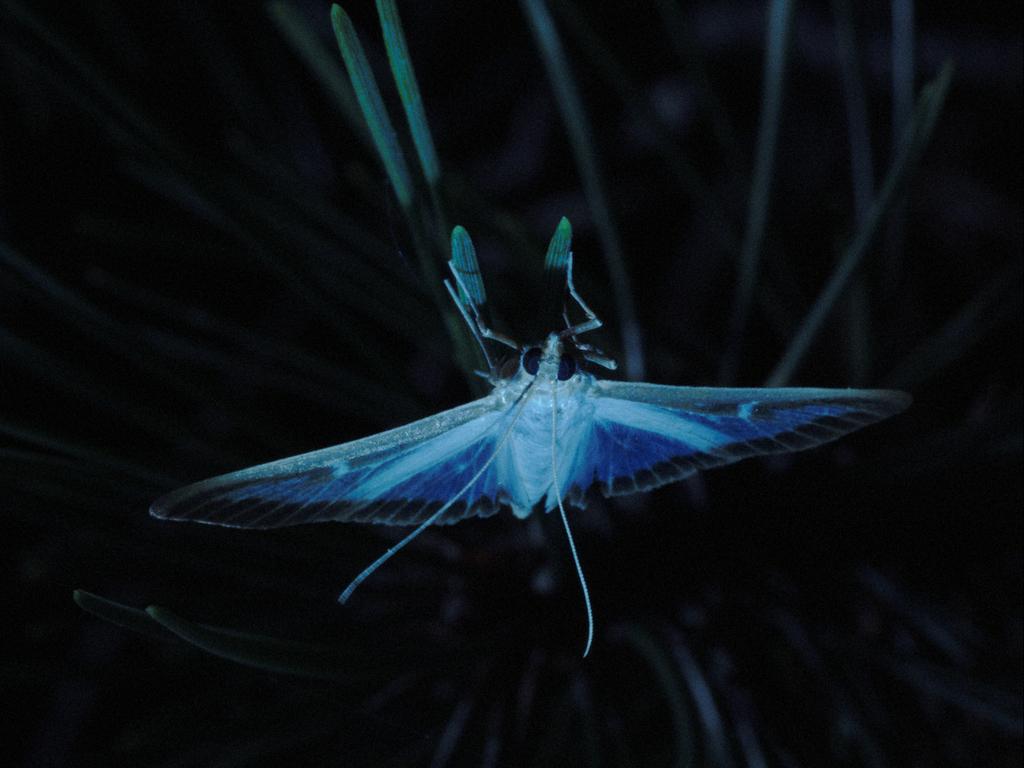 Moth Moth