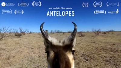 Antelopes Antelopes