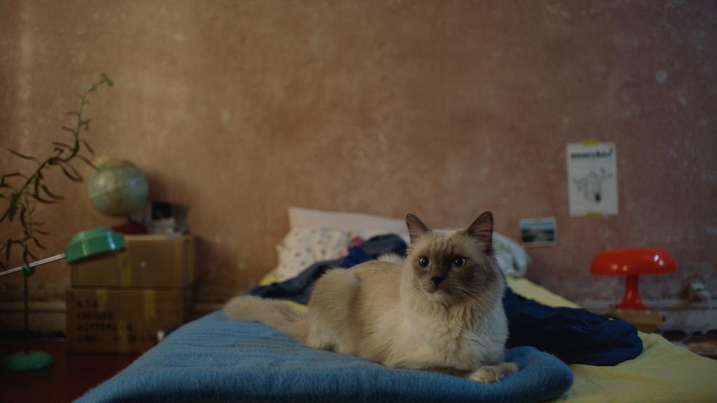 Zizou Xmas Dream Zizou Xmas Dream