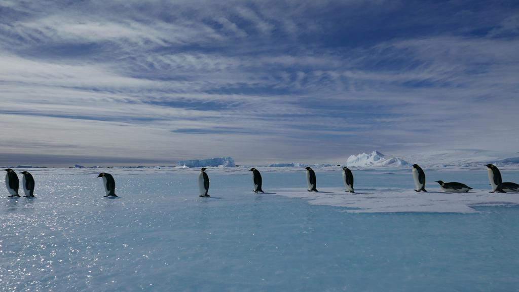 March of the Penguins 2 - The Call March of the Penguins 2 - The Call