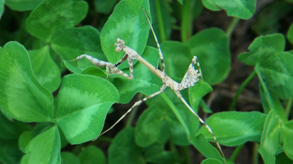 VIncent Lithgow - &copy; 2020 Amelia Films &ndash; art et film associ&eacute;s