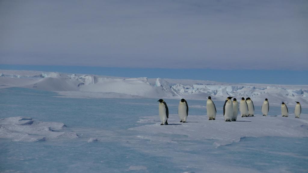 March of the Penguins 2 - The Call March of the Penguins 2 - The Call