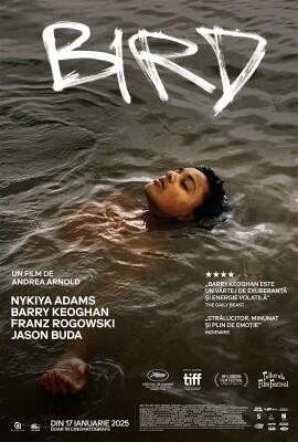 Bird - Romania Bird - Romania