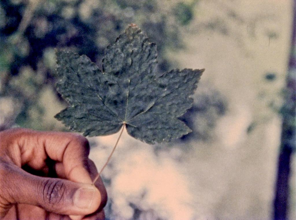 Tous les fleuves s’appellent le Nil Tous les fleuves s’appellent le Nil