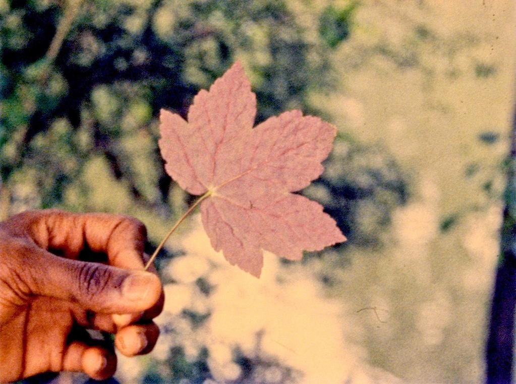 Tous les fleuves s’appellent le Nil Tous les fleuves s’appellent le Nil