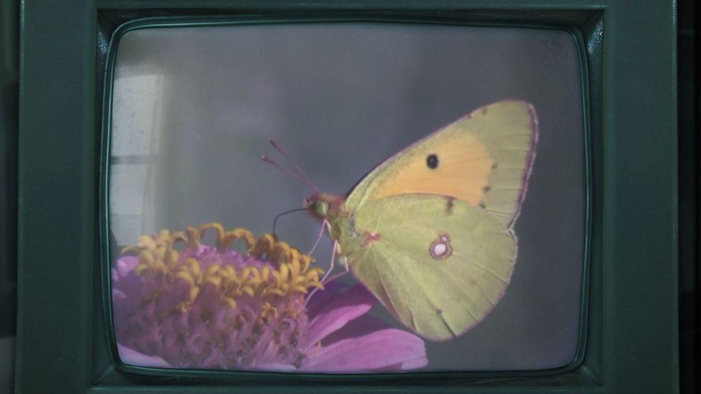 The Butterfly The Butterfly