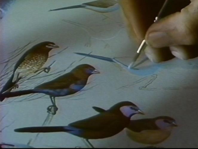 Hermann Heinzel, ornithologue